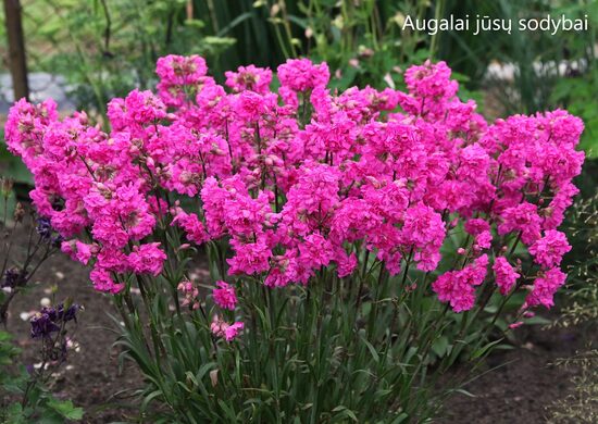 Gaisrena (Lychnis viscaria) 'Plena'